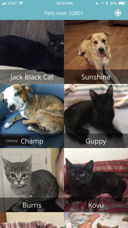 Pet Adoptions - CFO