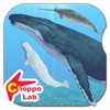 Icon Whales & Dolphins of the World -Simple Pictorial Book Kids Game -