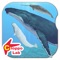 Whales & Dolphins of the World -Simple Pictorial Book Kids Game -