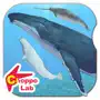 Whales & Dolphins of the World -Simple Pictorial Book Kids Game -