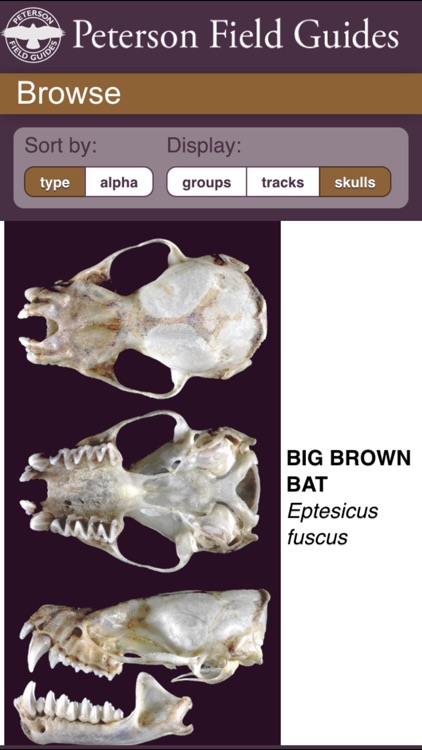 Peterson Field Guide to Mammals of North America screenshot-3