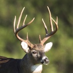 Download Whitetail Deer Calls app
