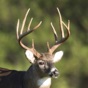 Whitetail Deer Calls app download