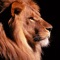 Icon Lion Wallpapers - Big Cats !