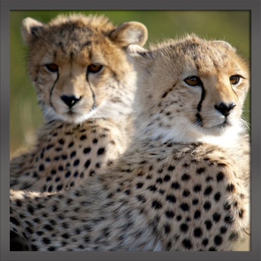 Wild Angry Cheetah Revenge Simulation iOS App