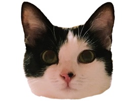 Muffin the cat strike the internet again