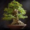 Bonsai Basics - Learn All About Growing Bonsai Trees - iPadアプリ