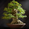 Bonsai Basics - Learn All About Growing Bonsai Trees - Gooi Ah Eng