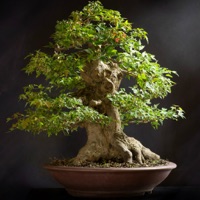 Bonsai Basics - Learn All About Growing Bonsai Trees