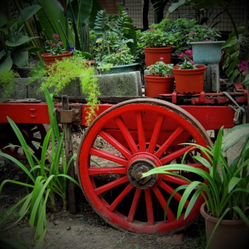 Ornamental Plants Collection Ornamental Plants Collection
