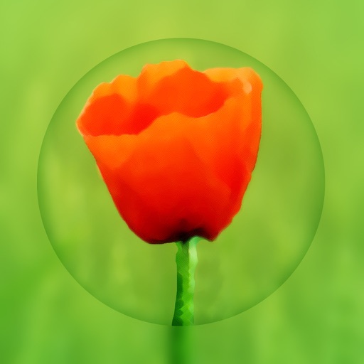 Flower WP Pro ~Extremely HD Flowers Wallpaper Image Gallery