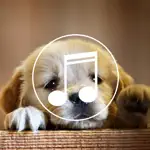 Puppy Sounds:Calming Music For Relaxation & Sleep App Contact