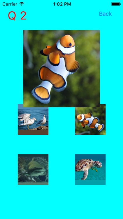 Which Is The Same Fish? for Clownfish and Friends