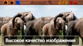 Game screenshot Пятно Различия Животные mod apk