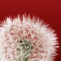 Pollenalarm messages.notwork