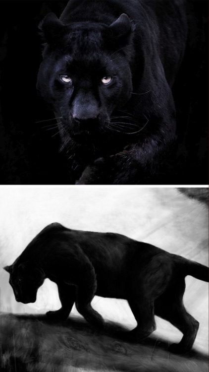 Wild Black Panther Wallpapers & Animal Pictures screenshot-4