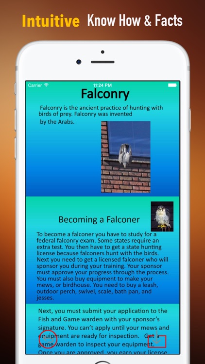 Falconry 101:Handbook and Training Guide
