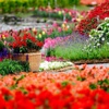 Garden Design Guide and Tips