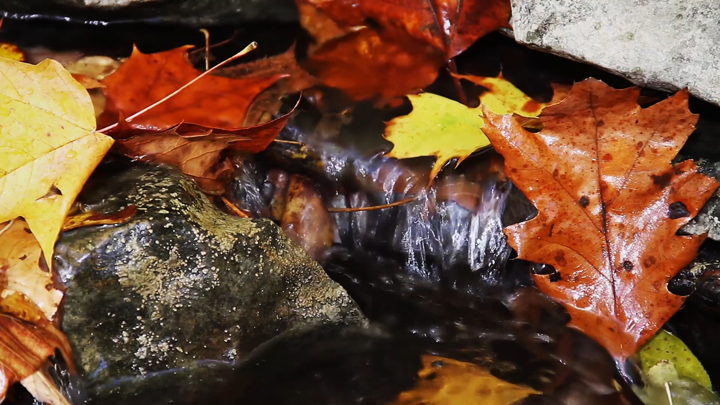 Screenshot #3 pour Nature TV
