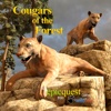 Cougars of the Forest