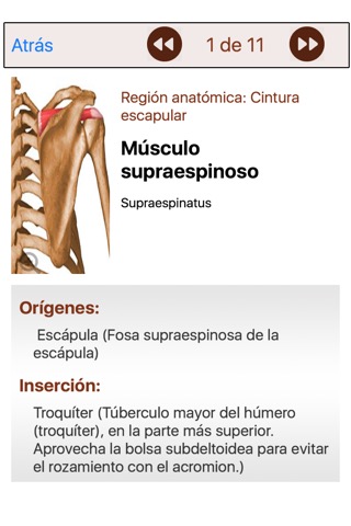 Atlas Músculo-esqueléticoのおすすめ画像4