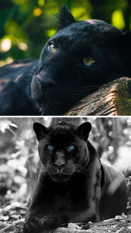 Wild Black Panther Wallpapers & Animal Pictures