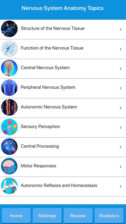 Human Nervous System Anatomy