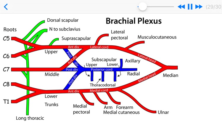 Anatomy Revision