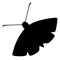 The Moth is dedicated to the art and craft of storytelling