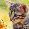 保育園や幼稚園のためのかわいい猫の子猫ジグソーパズルゲーム 無償