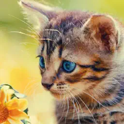 Cat Jigsaw Puzzles HD - Easy Jigsaw Puzzles Games for Kids Free app icon