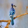 Best Bird Wallpaper Free