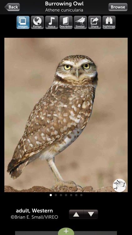 Audubon Owls Guide