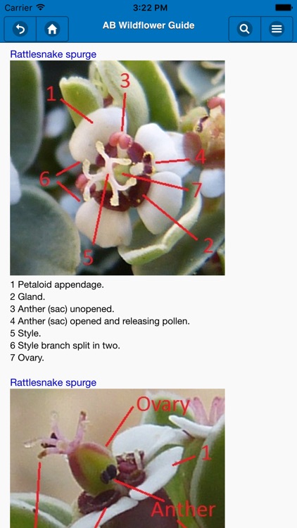 Anza-Borrego Wildflower Guide