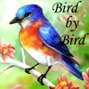 Practical Guide for Bird by Bird:Key Insights and Daily Inspiration