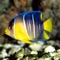 Fishes is a collection with amazing fishes with photos and detailed info