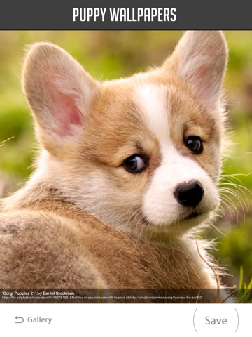 Screenshot #5 pour Puppy Wallpapers