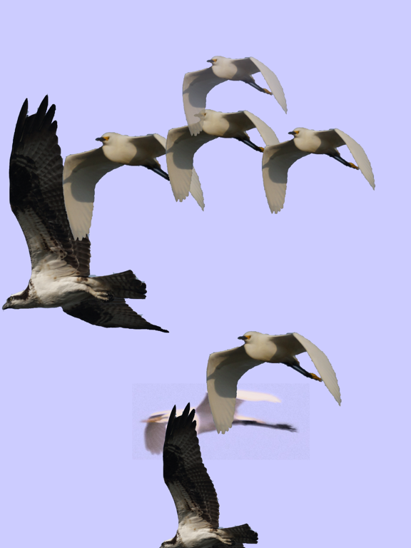 Screenshot #5 pour Gesture Recognizer Fun