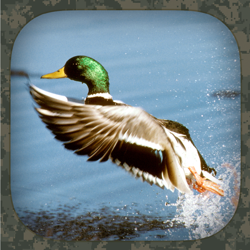 Duck Hunting Calls
