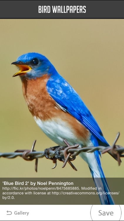Bird Wallpapers screenshot-3