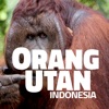 OrangUtan - Indonesia