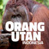 OrangUtan - Indonesia - MAHONI GLOBAL, PT