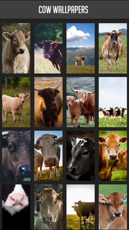 Cow Wallpapers