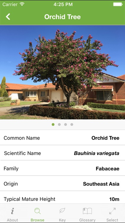Tree ID Australia