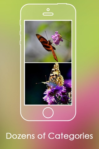 Butterfly HD Colorful Wallpapers | Backgrounds screenshot 2