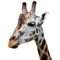 Giraffe and Me is an educational application aimed to help children and adults a like learn about this amazing creature