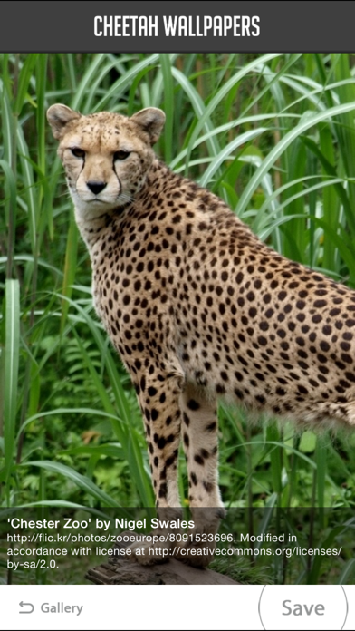 How to cancel & delete Cheetah Wallpapers from iphone & ipad 3