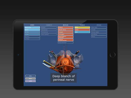 Screenshot #6 pour Anatomy of the Male Pelvis