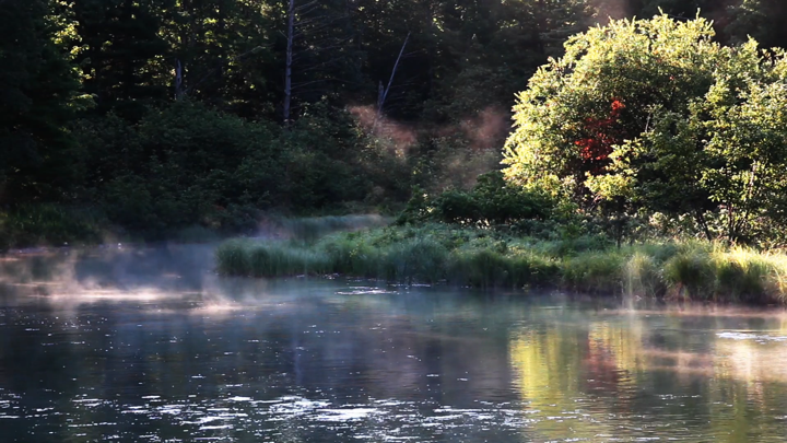 Screenshot #2 pour Nature TV