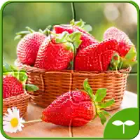 Fruit Jigsaw Puzzle - Mixed Fruits !